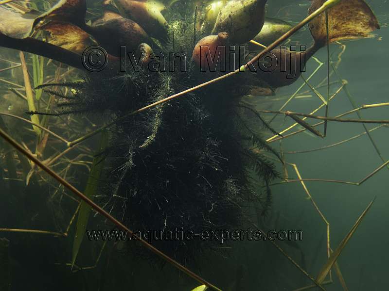 freshwater underwater photography